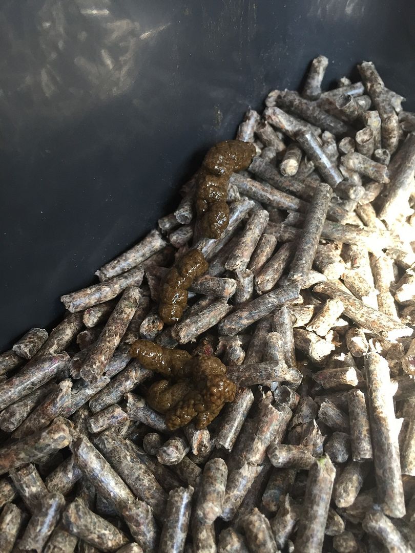 Ferret poop! The Holistic Ferret Forum